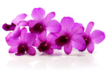 Fototapeta na wymiar purple Phalaenopsis orchid flower isolated on white background