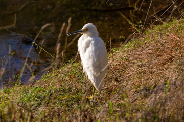 Snowy Egret (Garza Chica) Latin Name: Egretta Thula. Tongoy. Chile