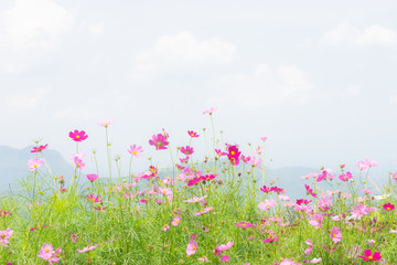 Obraz na płótnie Canvas soft of pink flower and white sky with copy space for text