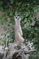 Stehendes Erdmännchen