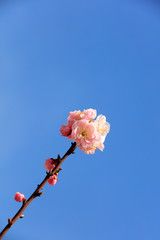 Flowering plum flowers