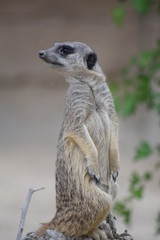 Stehendes Erdmännchen