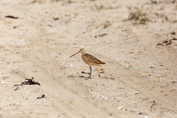 Marbled Godwit (Zarapito Moteado) Latin Name: Limosa Fedoa. Wetland. Tongoy. Chile