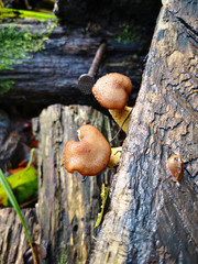 Herbst