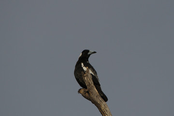 Magpie at the top of a dead tree on a cold, grey morning. Western Australia