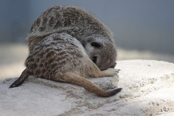 Erdmännchen