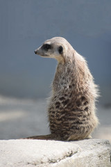 Erdmännchen