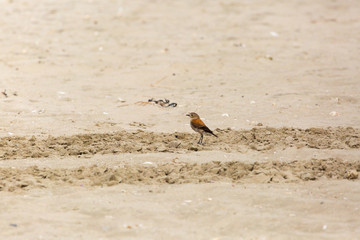 Austral Negrito (hembra-female) (Colegial Común) Latin Name: Lessonia Rufa. Tongoy Chile