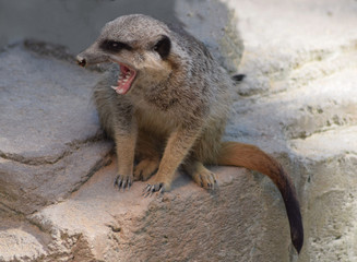 Erdmännchen