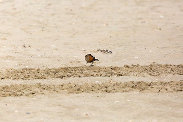 Austral Negrito (hembra-female) (Colegial Común) Latin Name: Lessonia Rufa. Tongoy Chile
