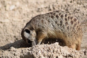 Erdmännchen