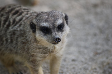 Erdmännchen