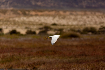 Fototapeta premium Snowy Egret (Garza Chica) Latin Name: Egretta Thula. Tongoy. Chile
