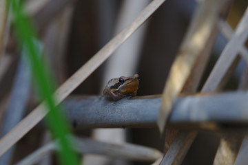 Slender Tree Frog taken on the Moore River, Western Australia