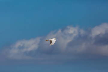 Snowy Egret (Garza Chica) Latin Name: Egretta Thula. Tongoy. Chile