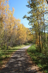Looking Down The Trail, Elk Island National Park, Alberta