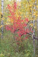 Fototapeta na wymiar Colours In The Forest, Whitemud Park, Edmonton, Alberta
