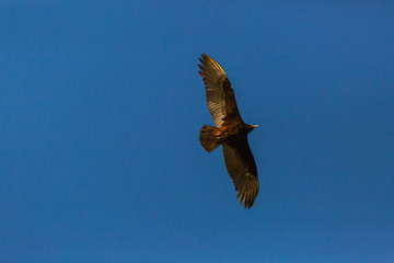 Turkey Vulture (Gallinazo, Jote de Cabeza Colorada) Latin Name: Cathartes Aura. Tongoy. Chile