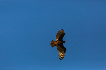 Turkey Vulture (Gallinazo, Jote de Cabeza Colorada) Latin Name: Cathartes Aura. Tongoy. Chile