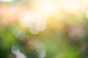 Defocused of beautiful sunrise in the park..Blurred shrub refreshment with sunlight and orange color bokeh used for background.