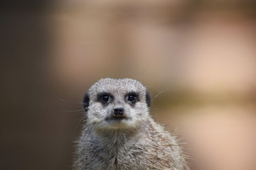 Erdmännchen