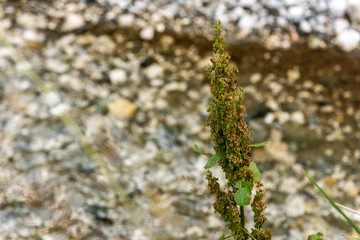 Naklejka premium Wild plants on river side, selective focus