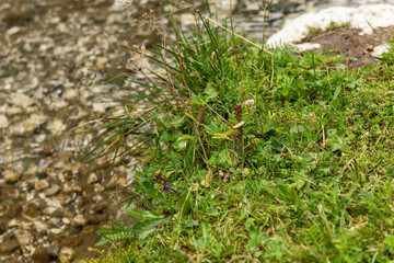 Wild plants on river side, selective focus