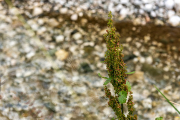 Wild plants on river side, selective focus