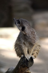 Erdmännchen