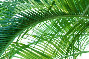 Obraz na płótnie Canvas Palm pattern, jungle summer