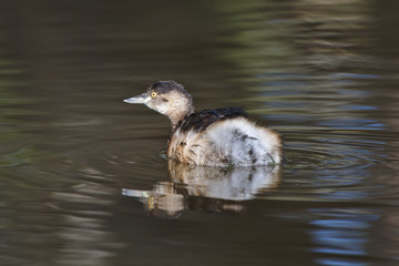 An Australasian Grebe on the Moore River in Regans Ford, Western Australia