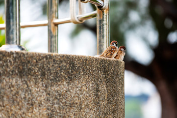 The sparrow perch on branches in the morning     