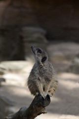 Erdmännchen