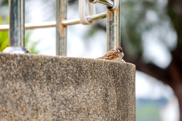 The sparrow perch on branches in the morning     