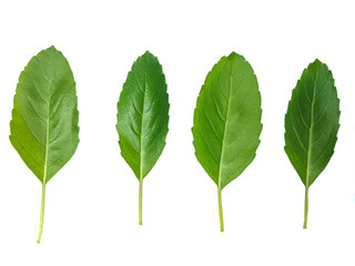 Fototapeta premium green leaf isolated on white background
