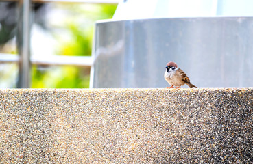 The sparrow perch on branches in the morning     