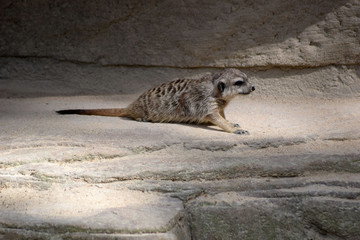 Liegendes Erdmännchen