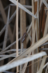 Slender Tree Frog taken on the Moore River, Western Australia