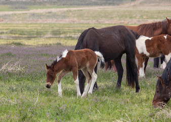 Fototapeta na wymiar Wild Horses in Spring in the Utah Desert