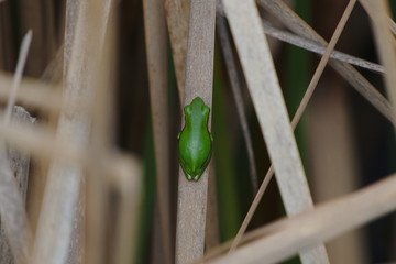 Slender Tree Frog taken on the Moore River, Western Australia