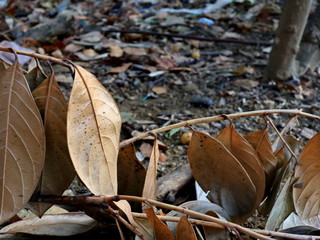 Jackfruit leaves are dry, because they are old and dry due to lack of water