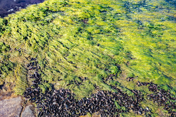 Unusual background of mussels, stones, algae and water made by nature on the ocean