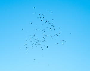 Black Storks Rising on a Thermal