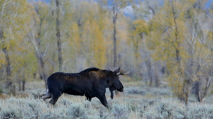 outside the city of Jackson in Wyoming USA,I ve had several meetings with the American Elk, Moose.Each of the bulls was very large,even for American mesurements