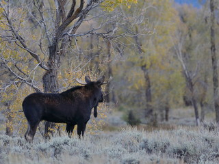 outside the city of Jackson in Wyoming USA,I ve had several meetings with the American Elk, Moose.Each of the bulls was very large,even for American mesurements