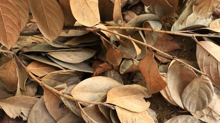Jackfruit leaves are dry, because they are old and dry due to lack of water