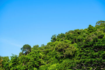Tree after rain in the morning, look beautiful with bright   