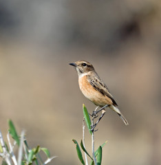 Obraz premium European Stonechat Female Perched on Twig
