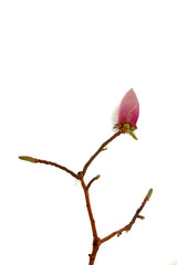 Fototapeta premium Ice covered Magnolia