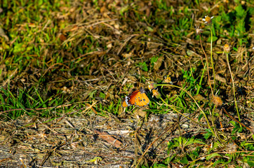 Butterflies on the island of the morning twigs look beautiful most common     